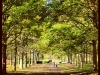 cassiobury-trees-path-autumn-2012