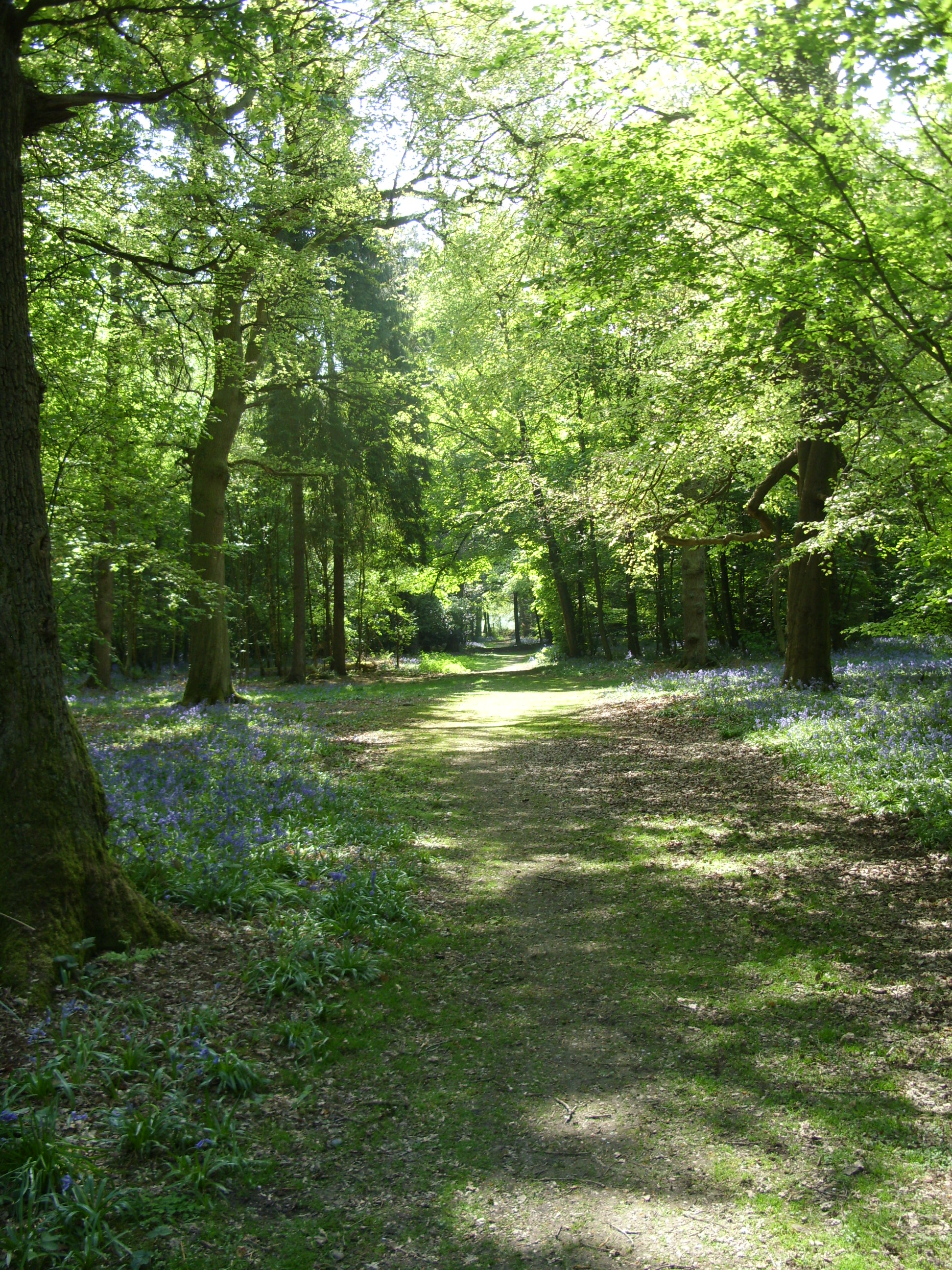 Bluebell Path
