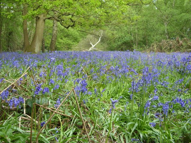 Whippendell Wood bluebell display in Spring